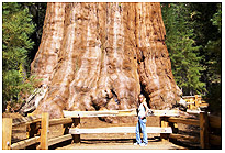 Sequoia NP