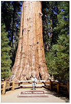 Sequoia NP